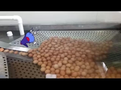 अंडे तोड़नेवाला और पाश्चराइजेशन के साथ तरल अंडे प्रसंस्करण संयंत्र